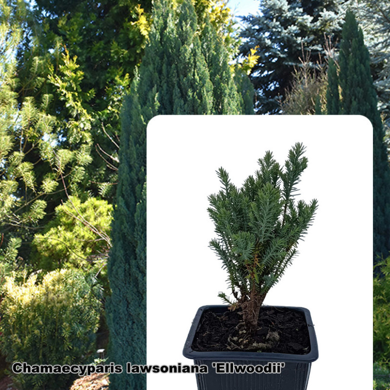 Chamaecyparis lawsoniana 'Ellwoodii'