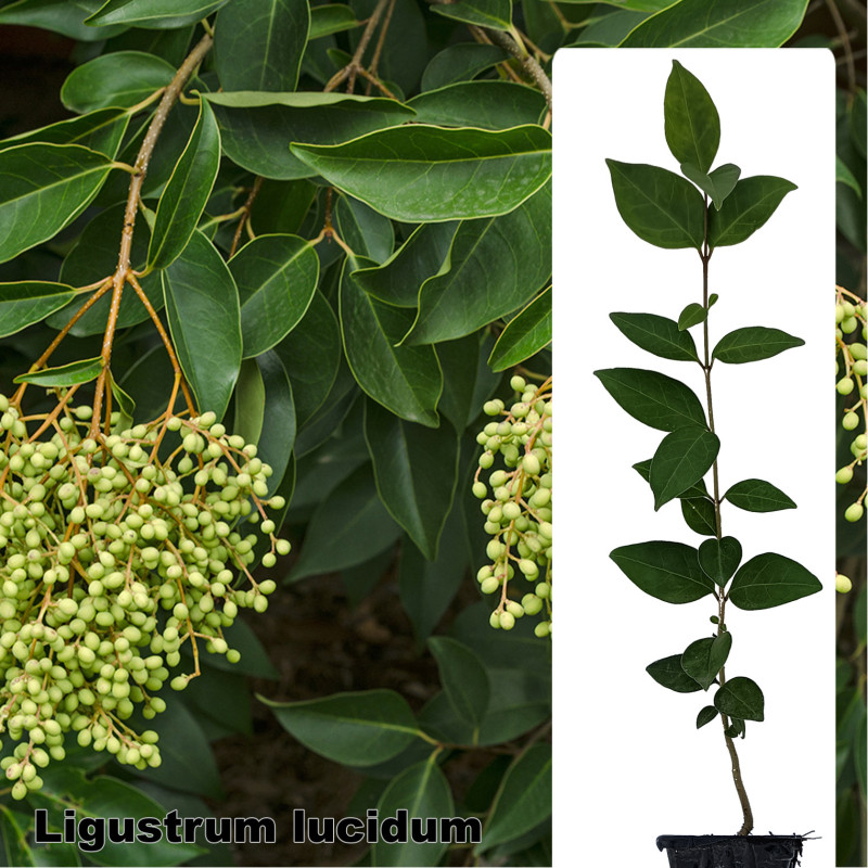 Ligustrum lucidum