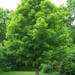 Acer saccharum