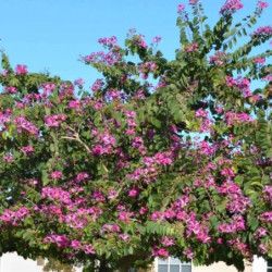 Bauhinia variegata