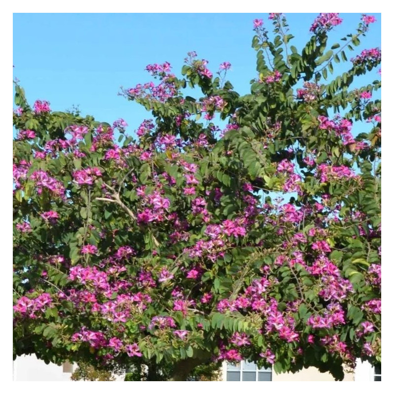 Bauhinia variegata
