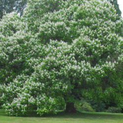 Catalpa speciosa