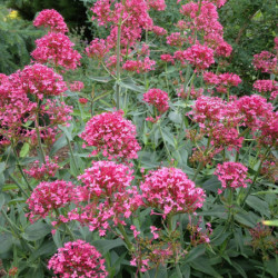 Centranthus ruber