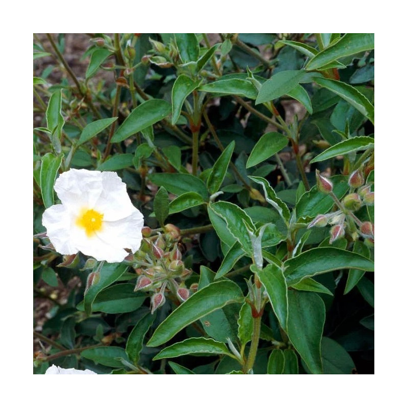 Cistus laurifolius