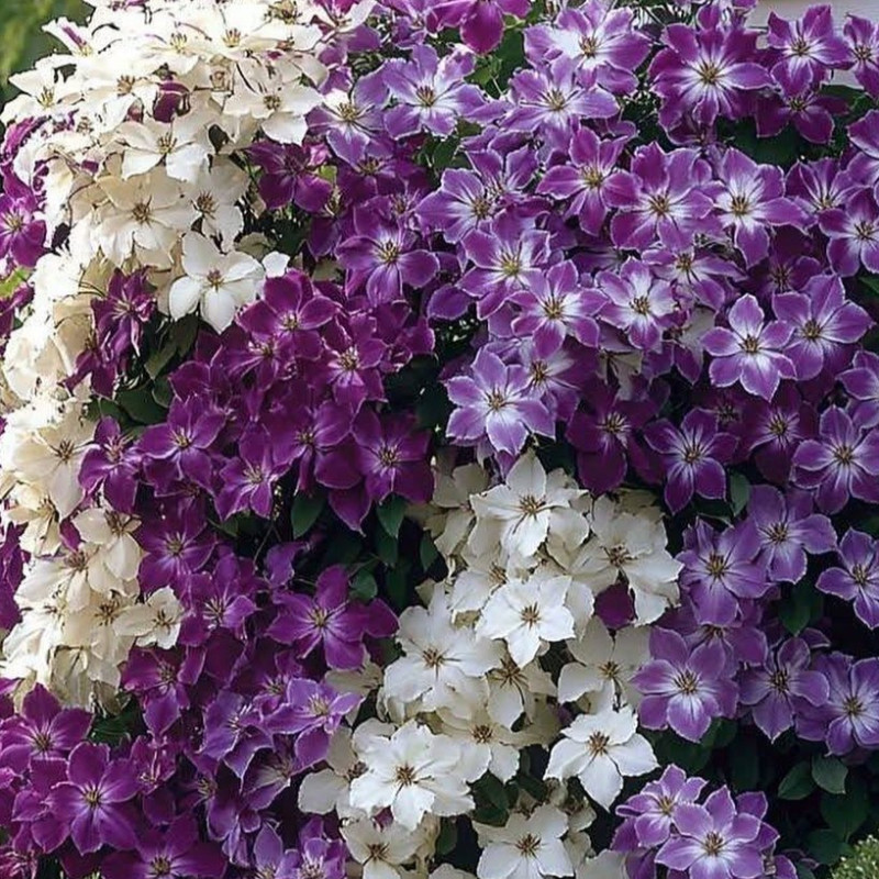 Clematis x hybrida