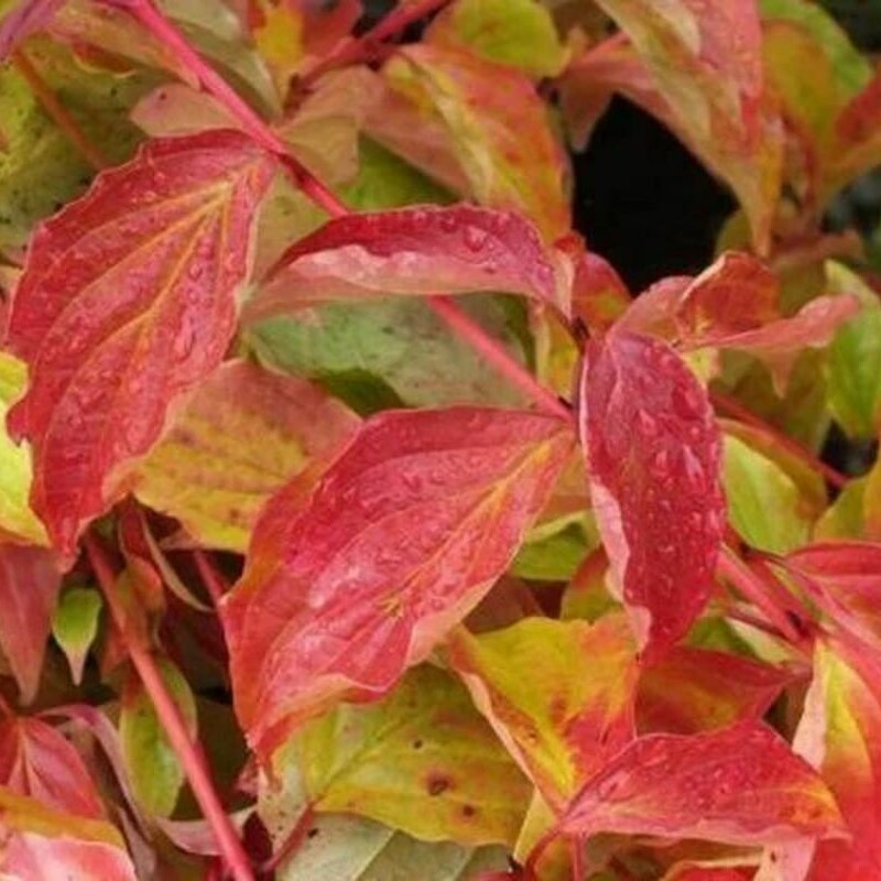 Cornus sanguinea