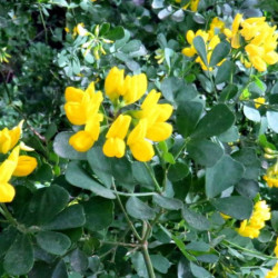 Coronilla valentina