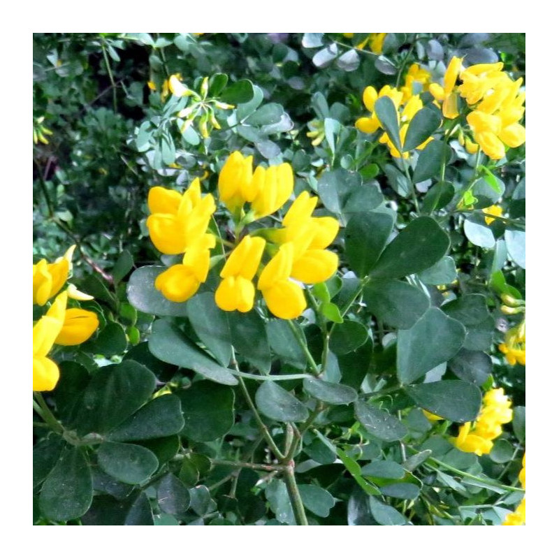 Coronilla valentina