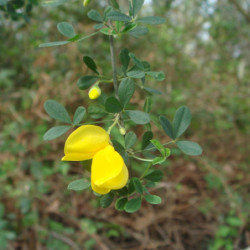 Cytisus baeticus