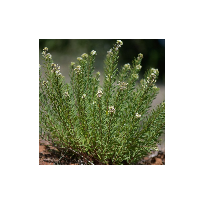 Daphne gnidium