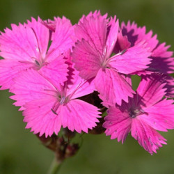Dianthus carthusianorum