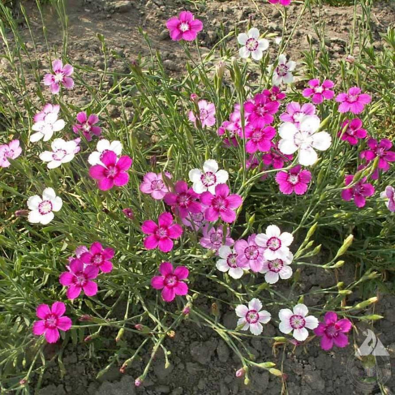 Dianthus deltoides