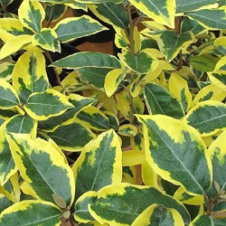 Elaeagnus ebbingei 'Variegata'