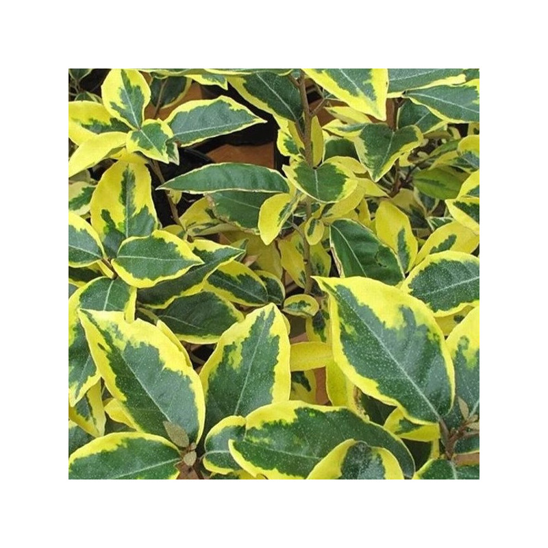 Elaeagnus ebbingei 'Variegata'