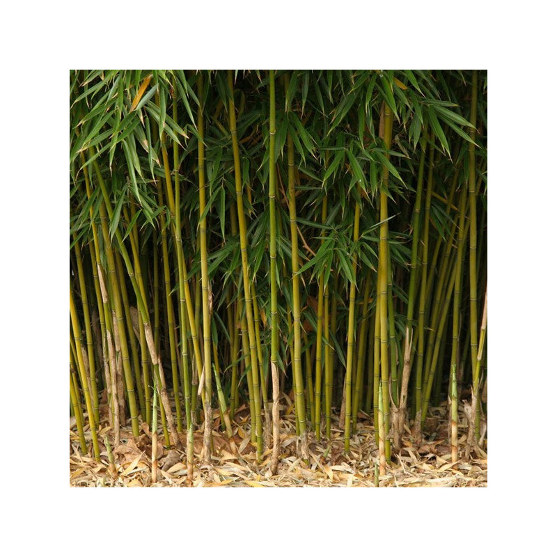 Fargesia robusta