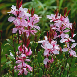 Gaura lindheimeri