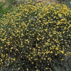 Genista umbellata