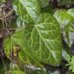 Hedera colchica