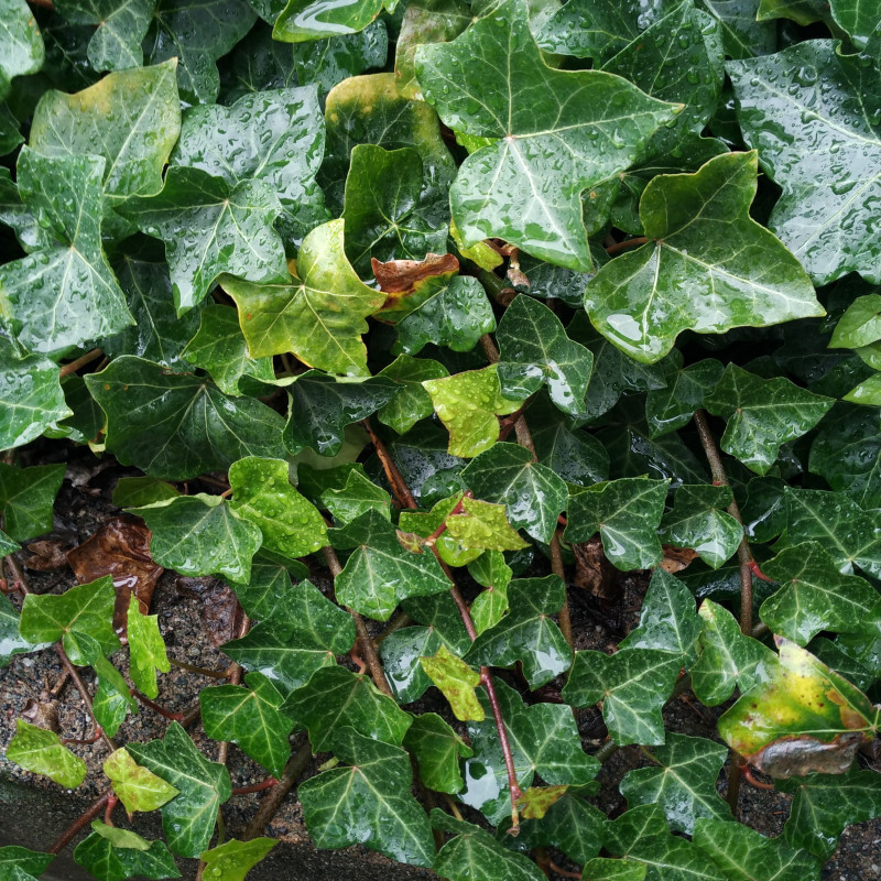 Hedera hibernica