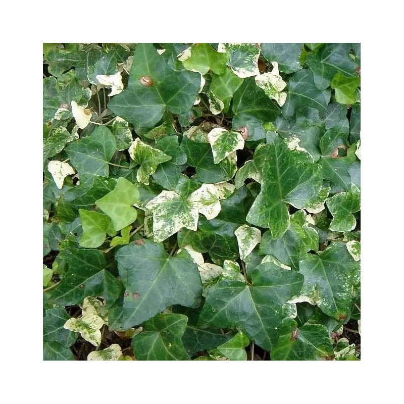 Hedera hibernica 'White Variegata'