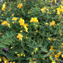 Hypericum patulum