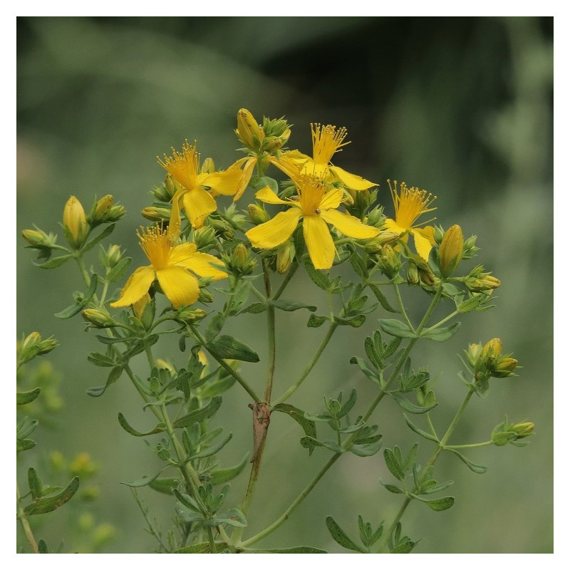 Hypericum perforatum