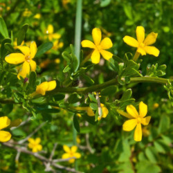 Jasminum fruticans