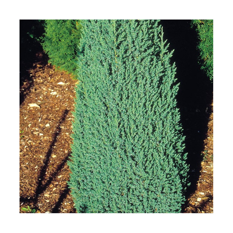 Juniperus chinensis 'Stricta'