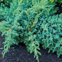 Juniperus squamata 'Blue Swede'