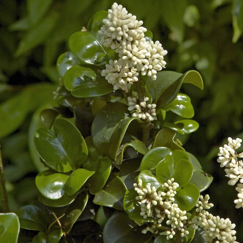 Ligustrum japonicum 'Rotundifolium'