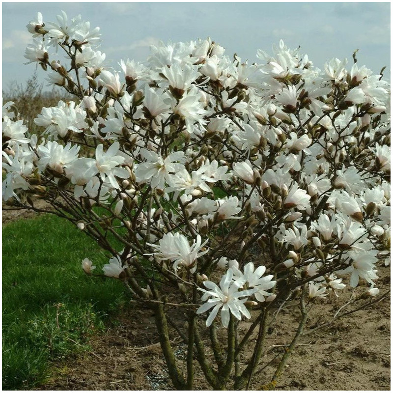Magnolia stellata