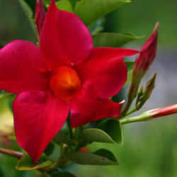 Mandevilla splendens