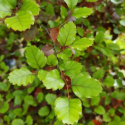 Nothofagus fusca