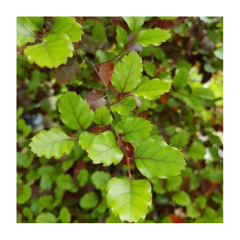 Nothofagus fusca