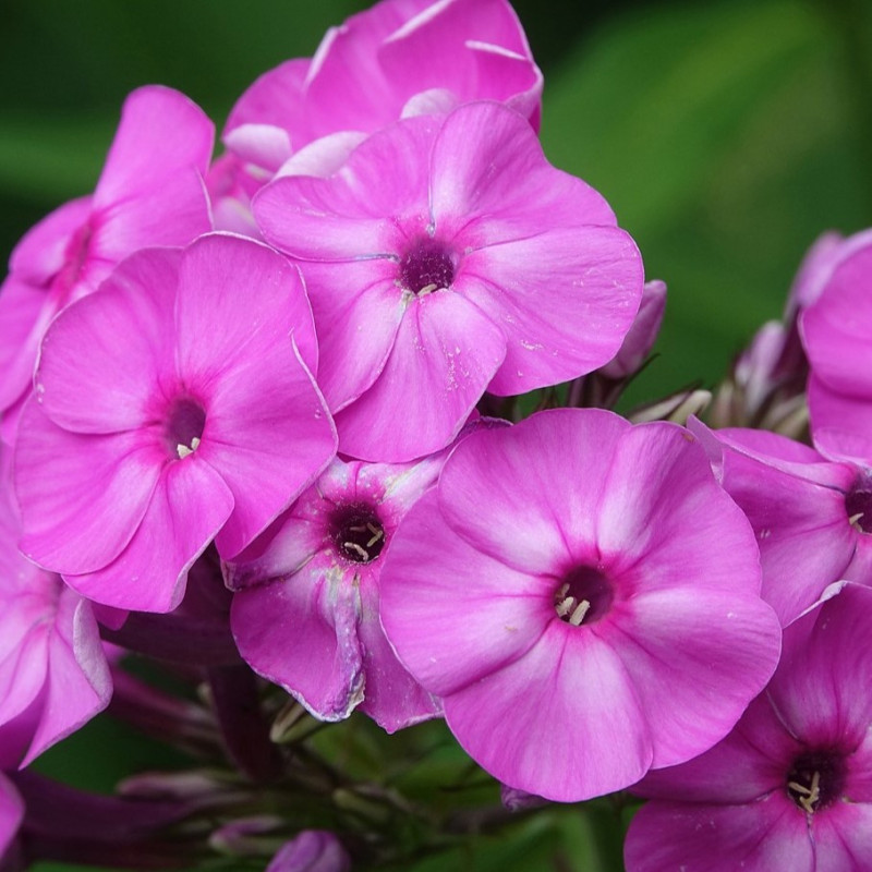 Phlox paniculata