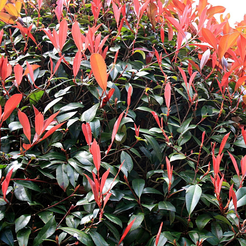 Photinia fraseri 'Red Robin'