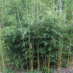 Phyllostachys aureosulcata