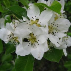 Pyrus cordata