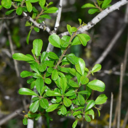 Rhamnus lycioides