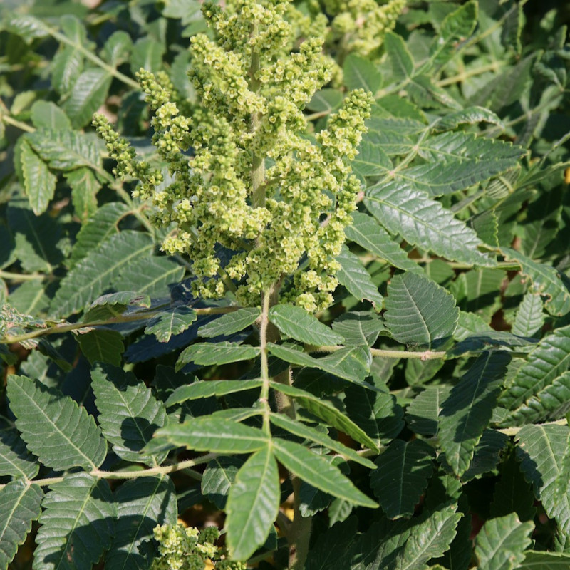 Rhus coriaria