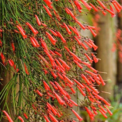 Russelia equisetiformis