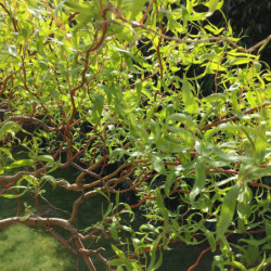 Salix babylonica 'Tortuosa'