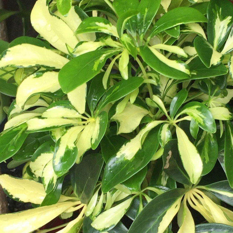 Schefflera arboricola 'Variegata'