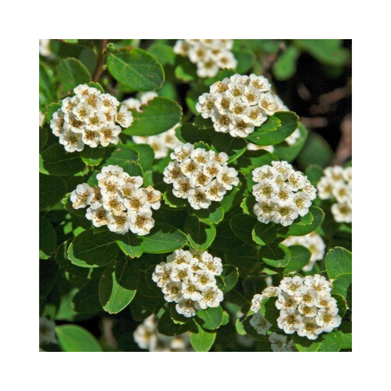 Spiraea nipponica