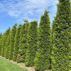 Thuja occidentalis 'Brabant'