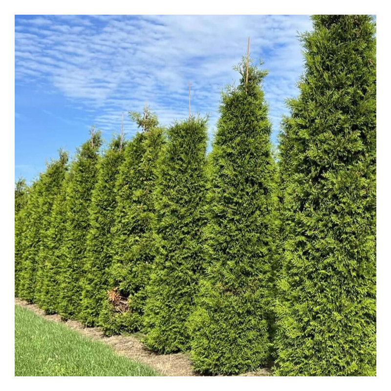 Thuja occidentalis 'Brabant'