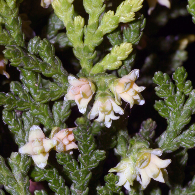 Thuja orientalis