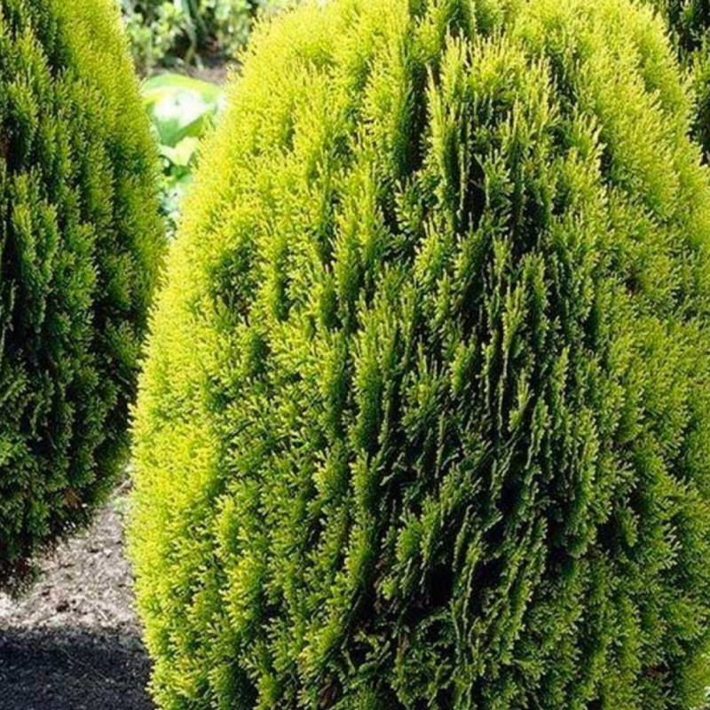 Thuja orientalis 'Aurea'