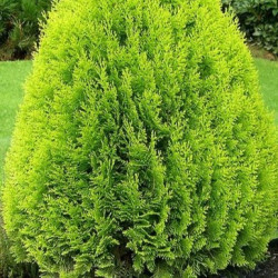 Thuja orientalis 'Aurea Nana'