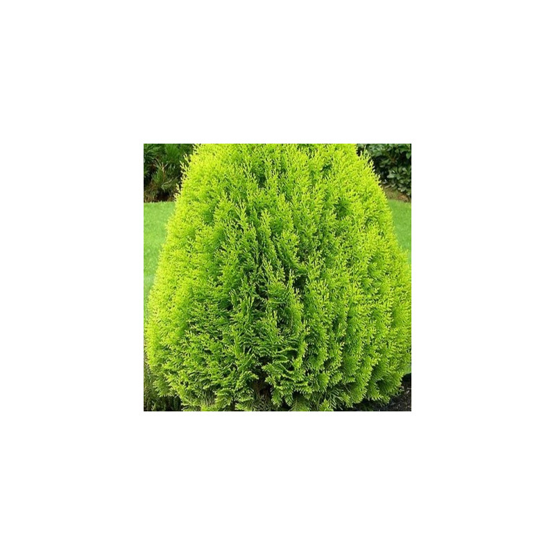 Thuja orientalis 'Aurea Nana'